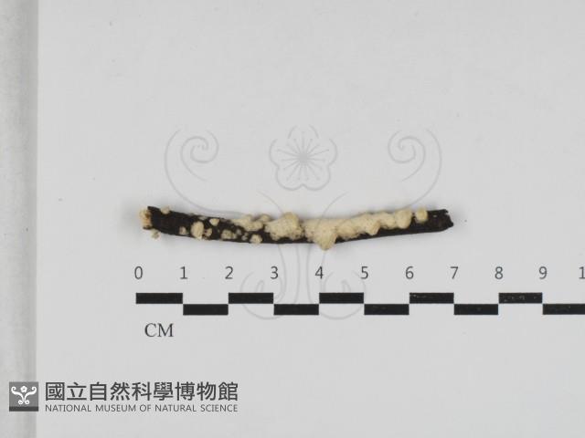 登錄號:F0033067藏品圖，第1張