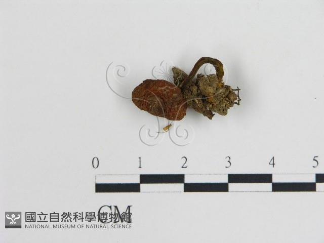 登錄號:F0008367藏品圖，第1張