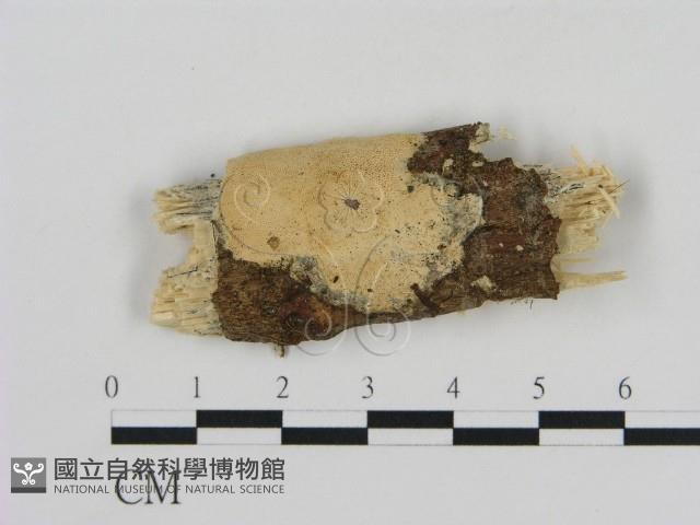 登錄號:F0010367藏品圖，第1張