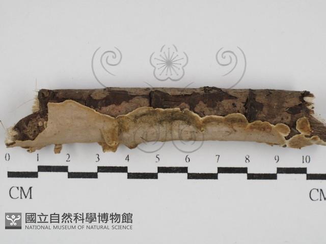 刺皮菌屬藏品圖，第1張