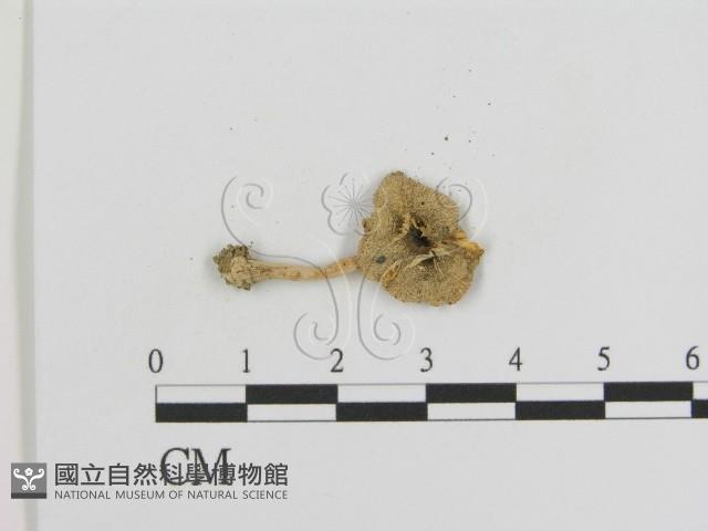 登錄號:F0016367藏品圖，第1張