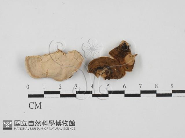 登錄號:F0021367藏品圖，第1張