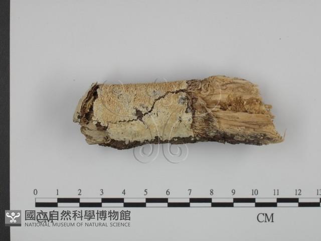 粗糙孢菌屬藏品圖，第1張