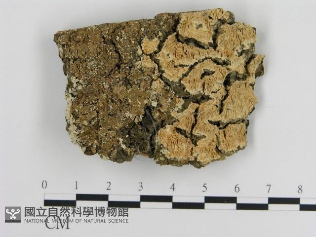 登錄號:F0011367藏品圖，第1張