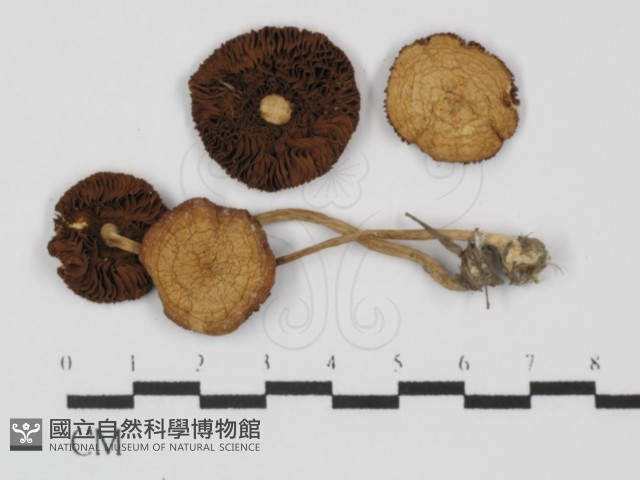 登錄號:F0031367藏品圖，第1張