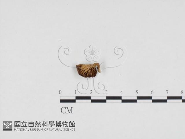 登錄號:F0024367藏品圖，第1張