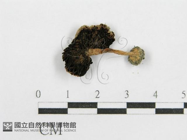 鬼傘屬藏品圖，第1張