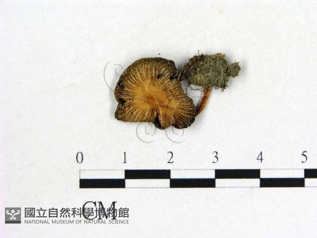 鬼傘屬藏品圖，第1張