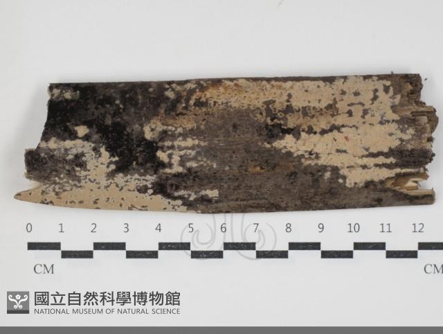 登錄號:F0034367藏品圖，第1張