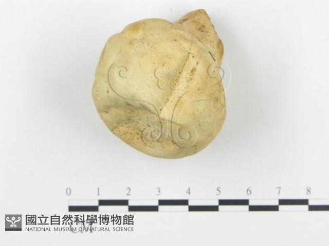 頭狀禿馬勃藏品圖，第1張