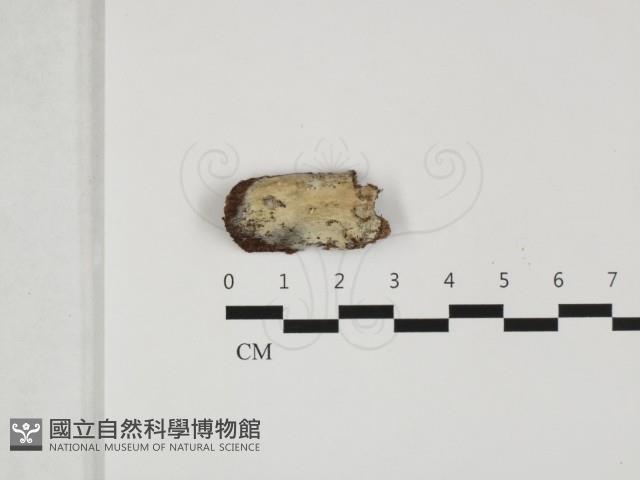 登錄號:F0032367藏品圖，第1張