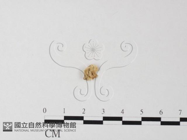 登錄號:F0017367藏品圖，第1張