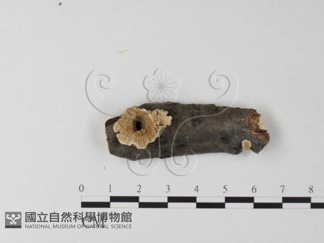 齒耳菌屬藏品圖，第1張