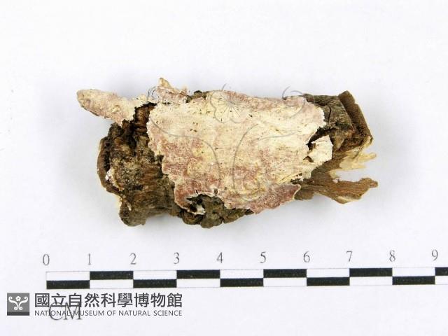 射脈菌屬藏品圖，第1張