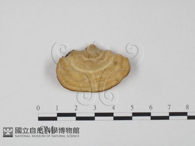 登錄號:F0009367藏品圖，第1張