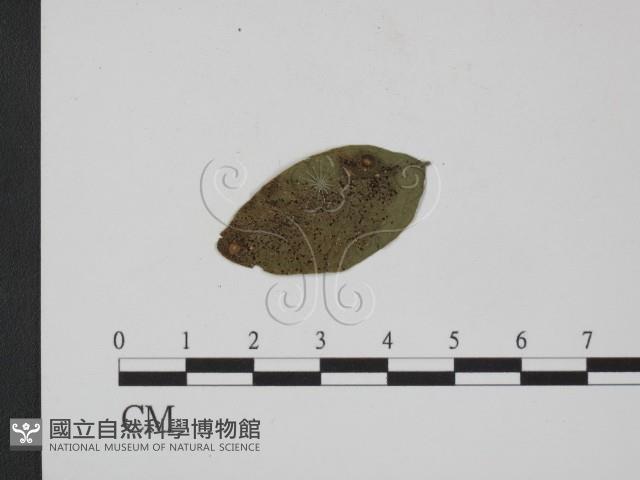 登錄號:F0019367藏品圖，第1張
