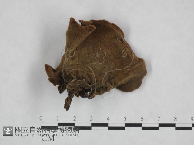 毛木耳藏品圖，第1張