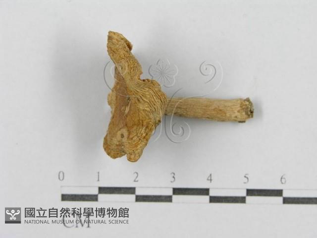 登錄號:F0003367藏品圖，第1張