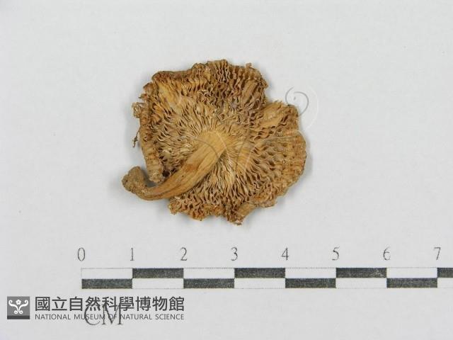 紅菇屬藏品圖，第1張
