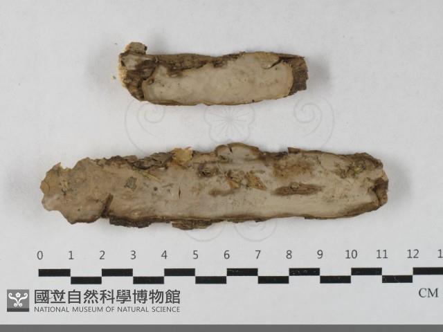 登錄號:F0033367藏品圖，第1張