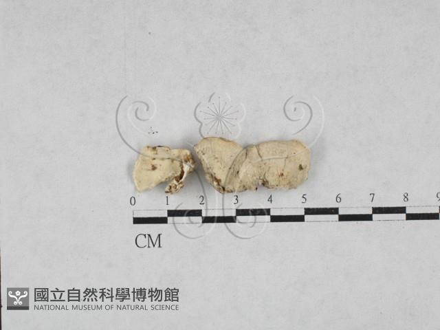 寡孔菌屬藏品圖，第1張