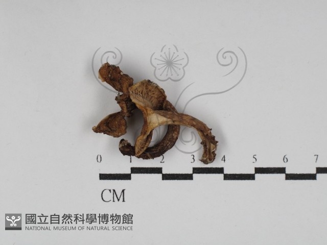 登錄號:F0030227藏品圖，第1張