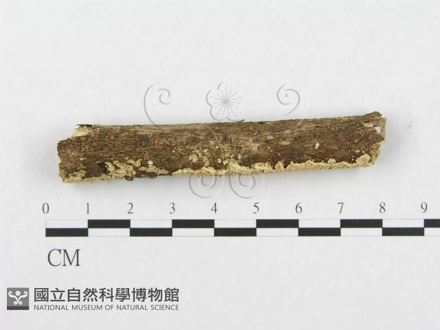 登錄號:F0001227藏品圖，第1張