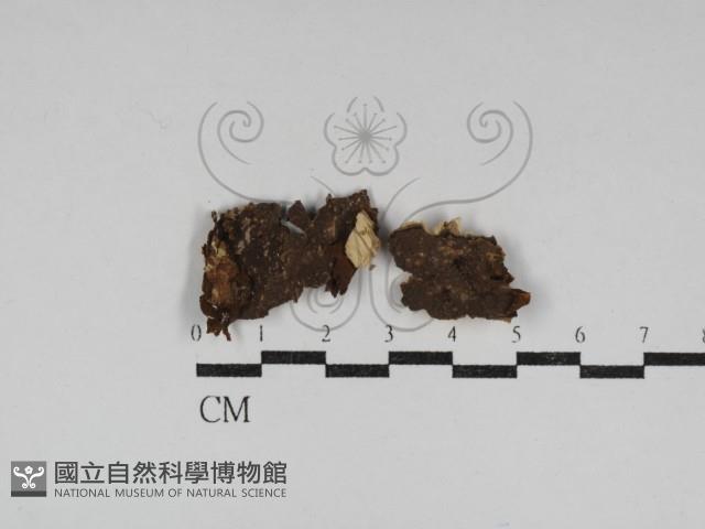 刺革菌屬藏品圖，第1張