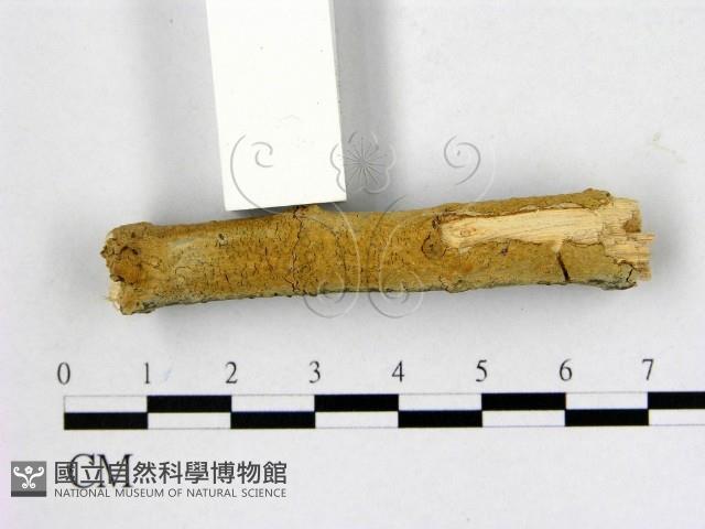 顯絲菌屬藏品圖，第1張