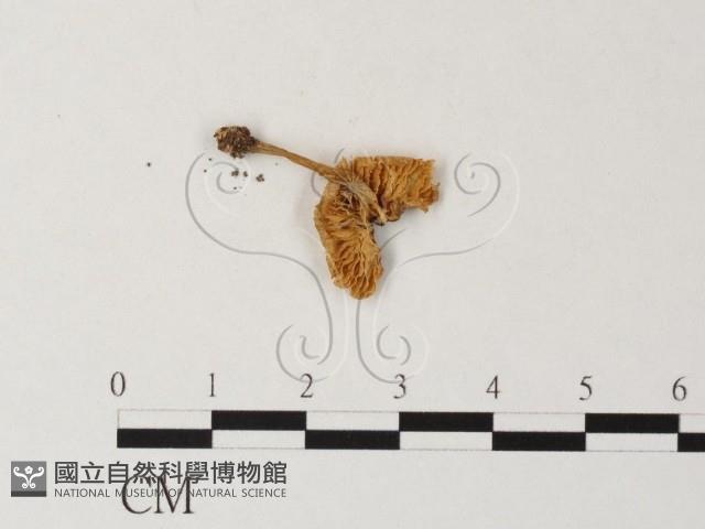 小菇屬藏品圖，第1張