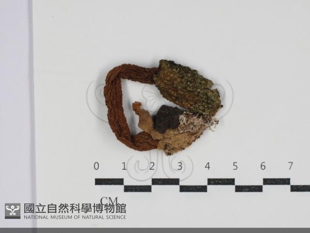 登錄號:F0034227藏品圖，第1張