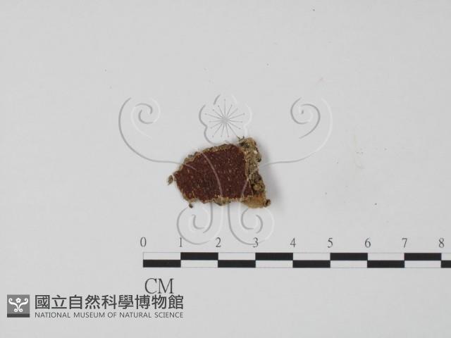 韌革菌屬藏品圖，第3張