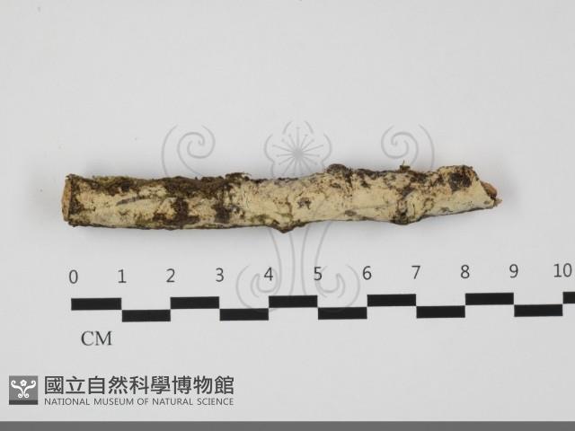 登錄號:F0032227藏品圖，第1張