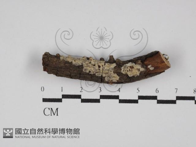 登錄號:F0027227藏品圖，第1張