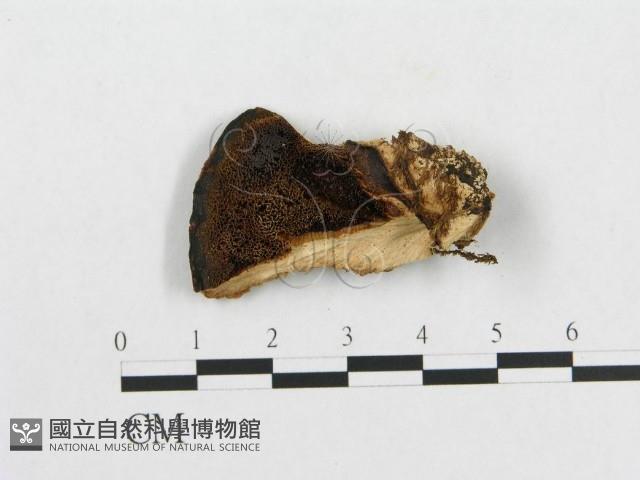 登錄號:F0007227藏品圖，第1張