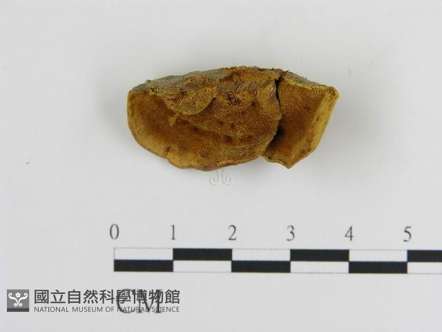 登錄號:F0017227藏品圖，第1張