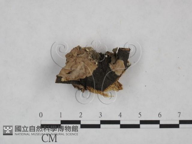 登錄號:F0025227藏品圖，第1張