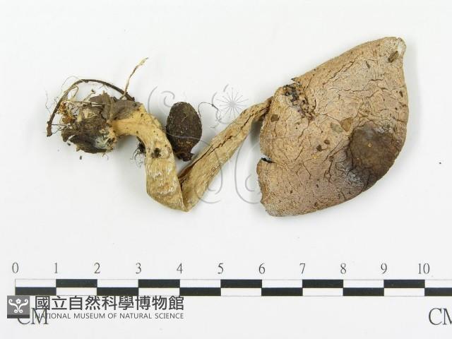 傘菌屬藏品圖，第1張
