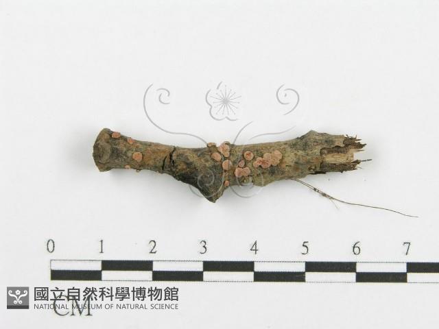 登錄號:F0015227藏品圖，第1張