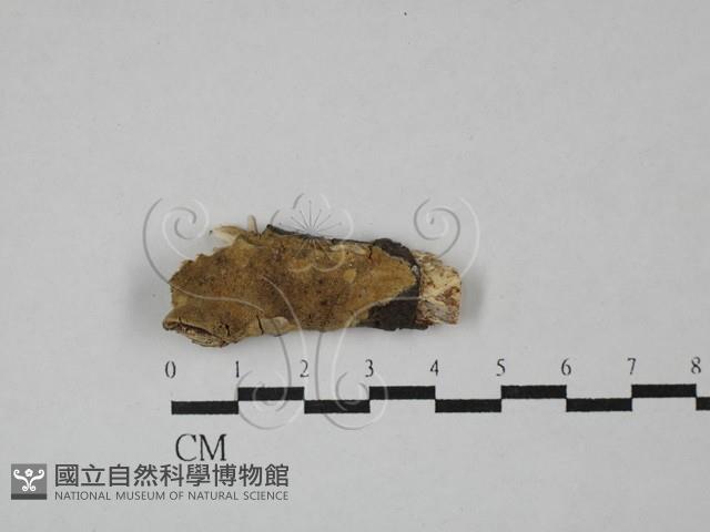 登錄號:F0029227藏品圖，第1張