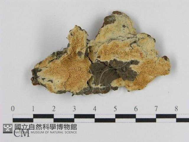 登錄號:F0020827藏品圖，第1張