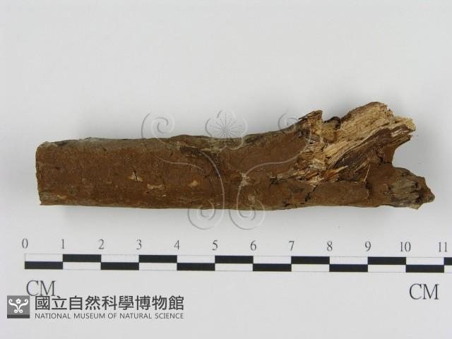 刺革菌屬藏品圖，第1張