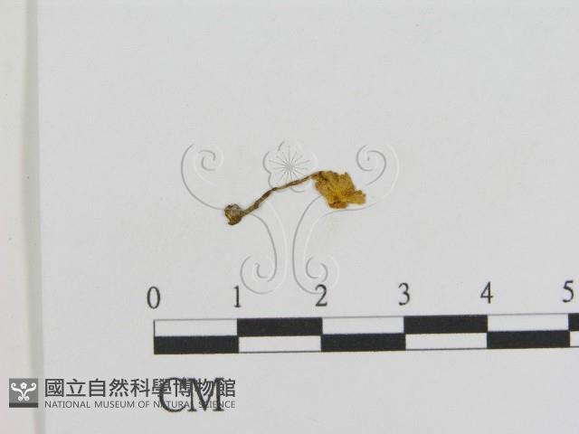 登錄號:F0010827藏品圖，第1張
