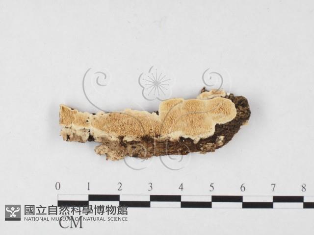 齒耳菌屬藏品圖，第1張