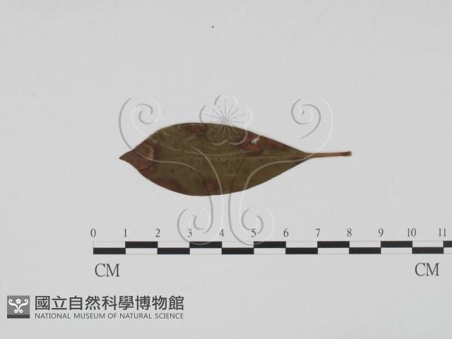 登錄號:F0011827藏品圖，第1張