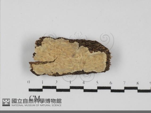 登錄號:F0031827藏品圖，第1張