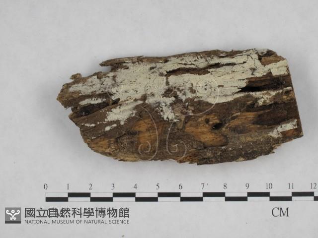 登錄號:F0024827藏品圖，第1張