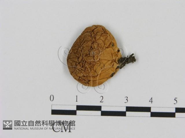 登錄號:F0004827藏品圖，第1張