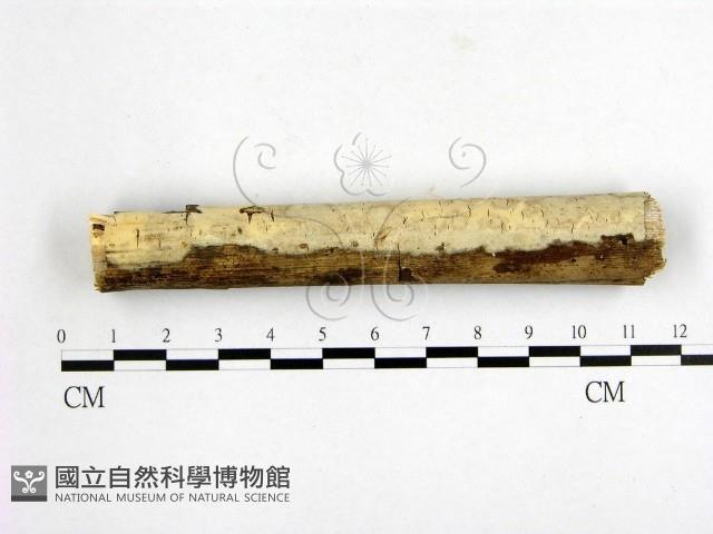 登錄號:F0014827藏品圖，第1張