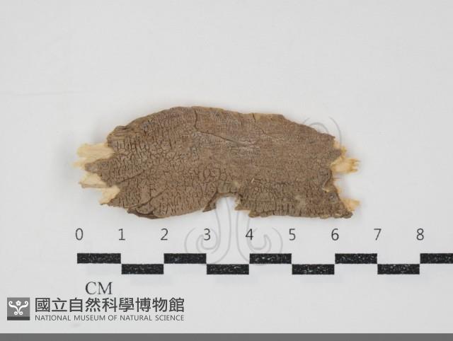 登錄號:F0034827藏品圖，第1張